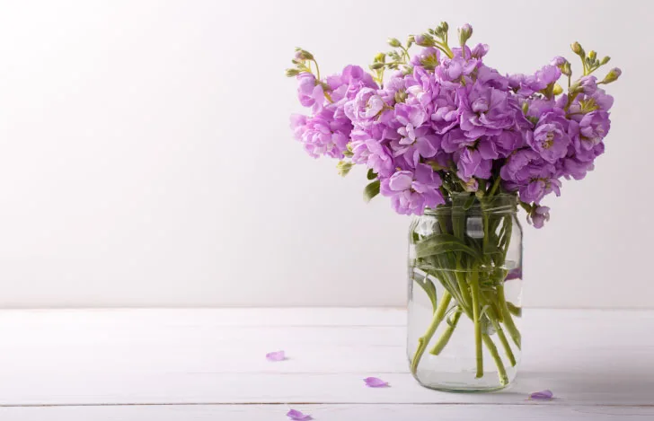 ガラスの花瓶にいけられた紫色のあらせいとうの花の花束